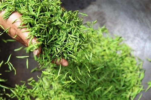 How Stir-frying Temperature Shapes the Flavor of Green Tea
