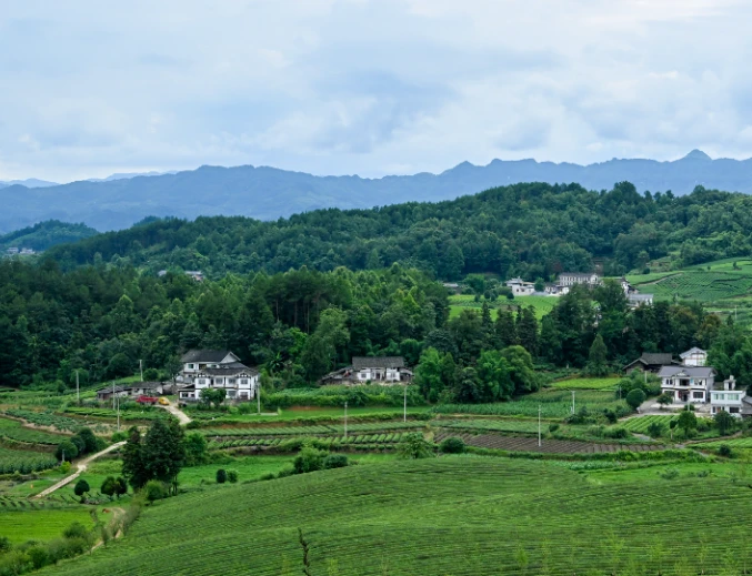 July 2026, Meitan China Tea Sea Scenic Area Guizhou July 2026, Meitan China Tea Sea Scenic Area Guizhou
