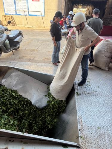 Tight Bead Gunpowder Tea | Low Dust, Firm Grains That Never Break During Long Brewing best